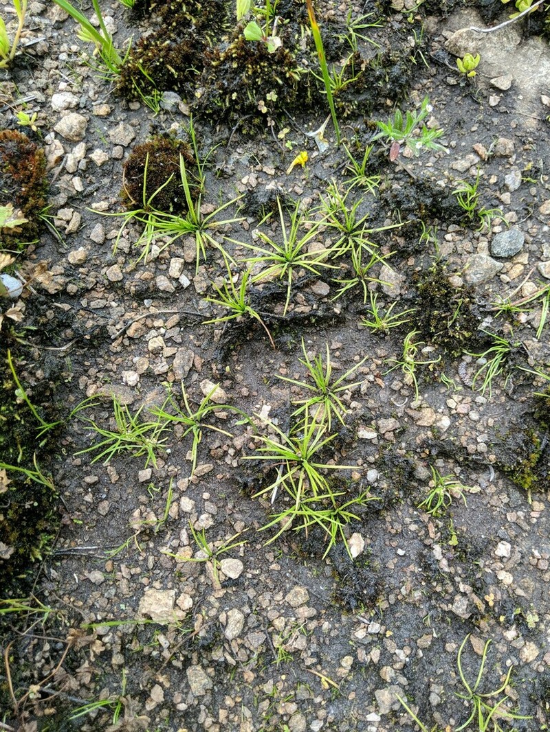 Midget Quillwort photo 2
