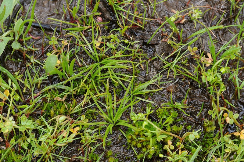 Midget Quillwort photo 3