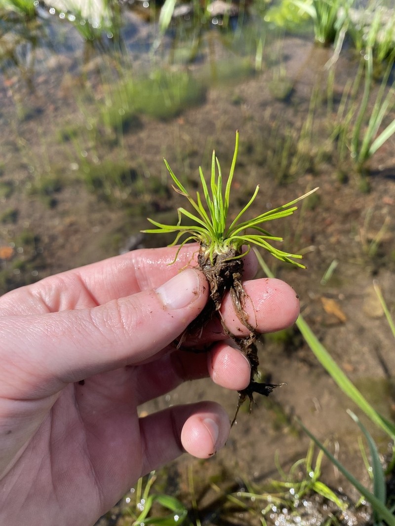 Midget Quillwort photo 4