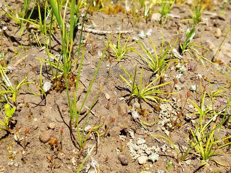 Midget Quillwort photo 5