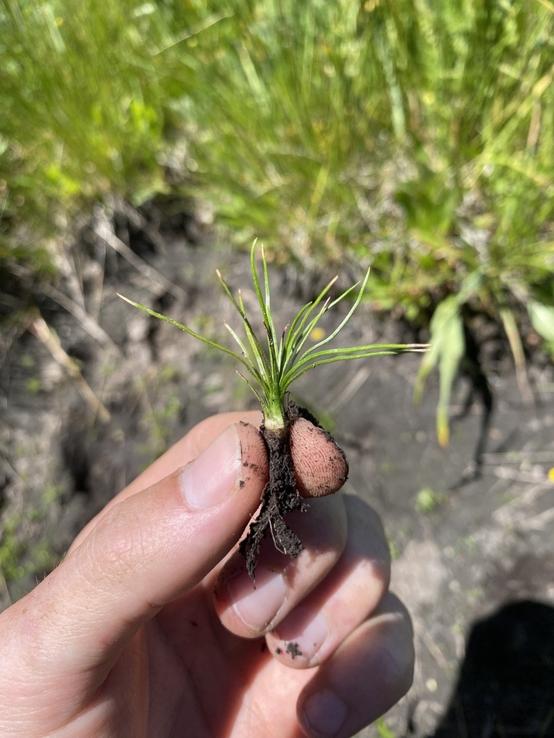 Midget Quillwort photo 6