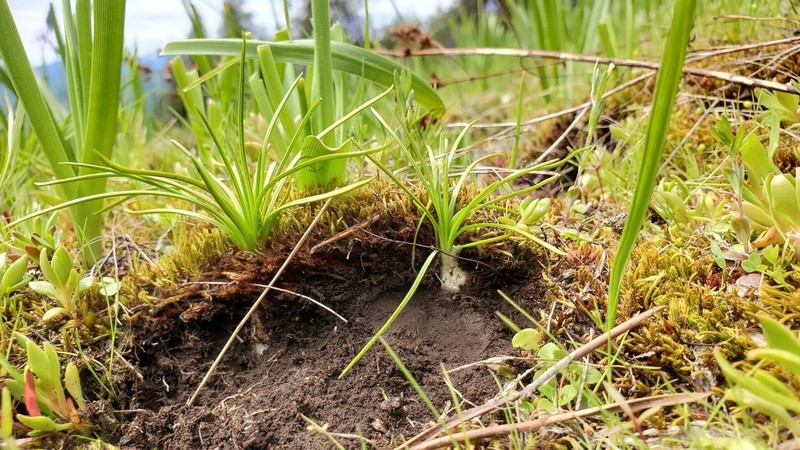 Midget Quillwort photo 7