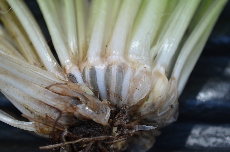 Isoetes mississippiensis