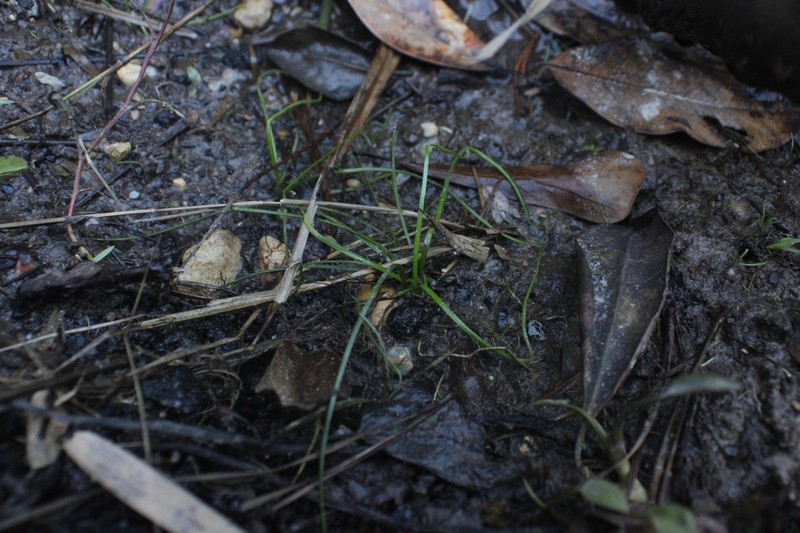 Isoetes mississippiensis photo 3