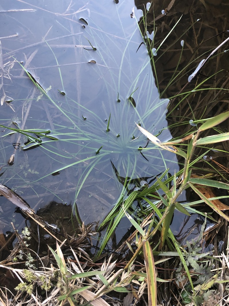Isoetes mississippiensis photo 4