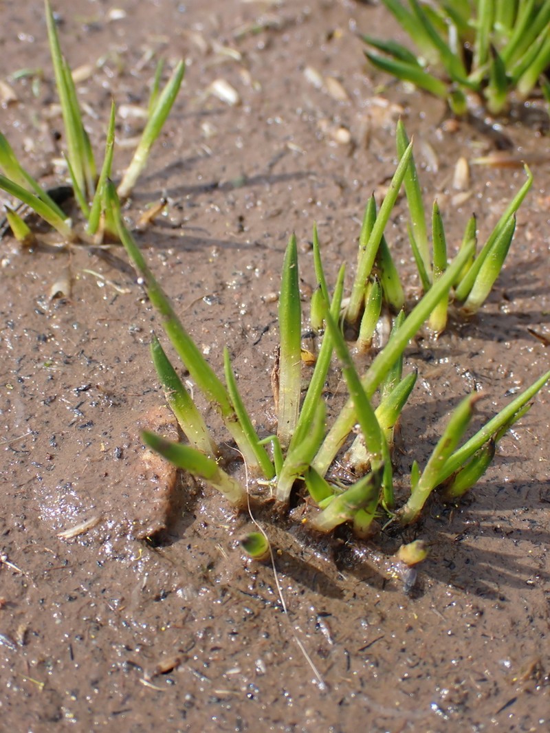 Isoetes mongerensis