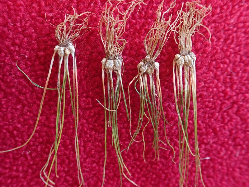 Isoetes muelleri