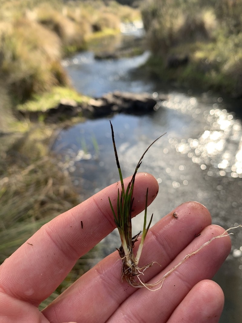 Isoetes muelleri photo 4
