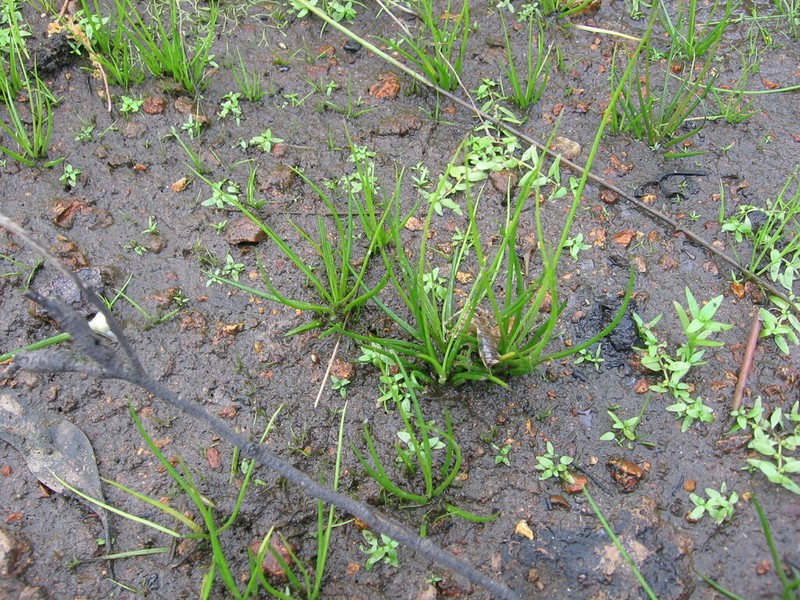 Isoetes muelleri photo 6