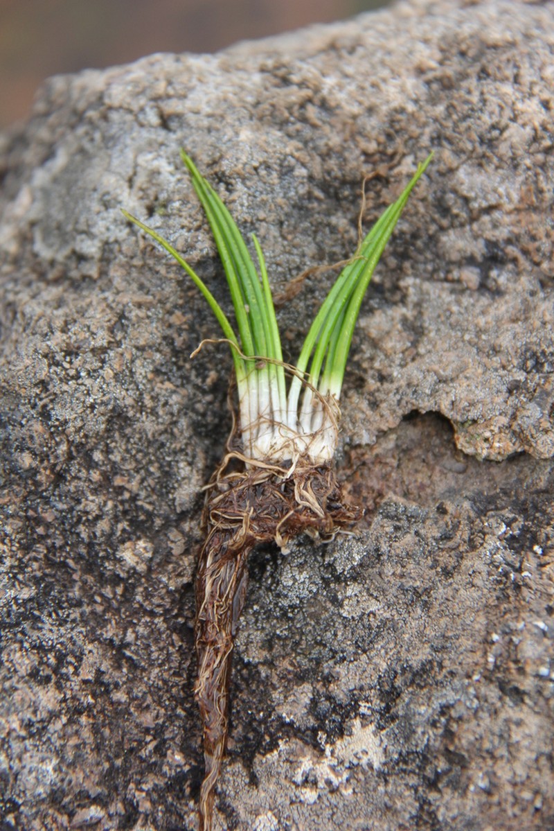 Isoetes nana