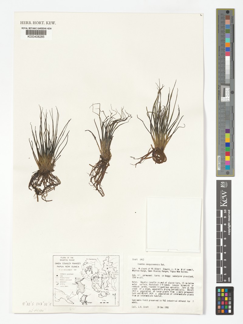 Isoetes neoguineensis