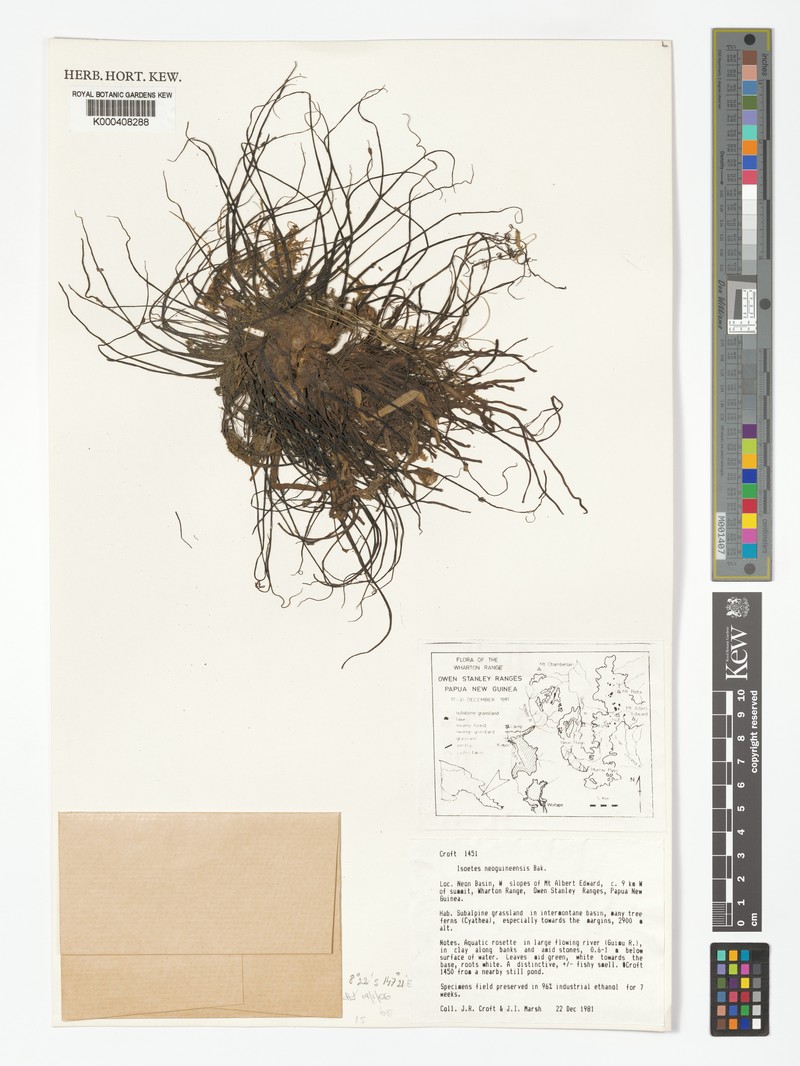 Isoetes neoguineensis photo 3