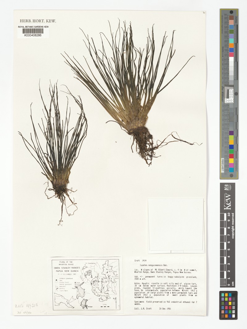 Isoetes neoguineensis photo 4