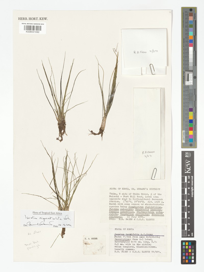 Isoetes nigroreticulata