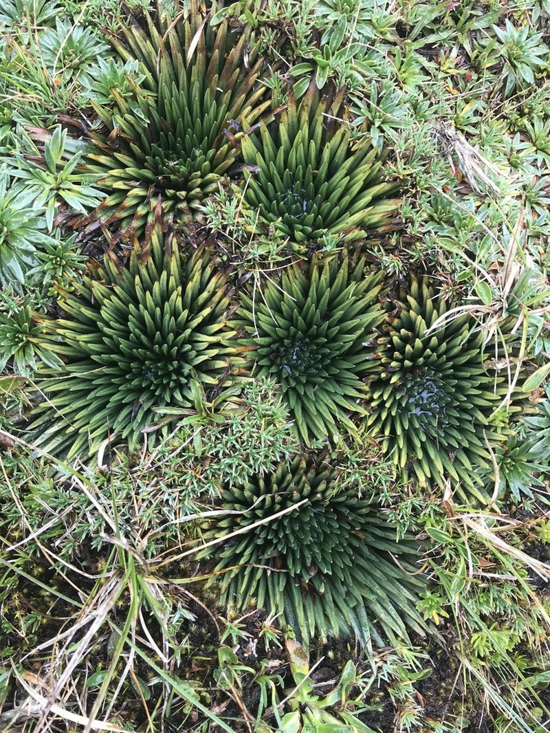 Isoetes novogranadensis