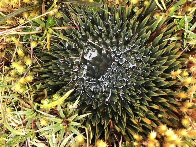 Isoetes novogranadensis photo 2