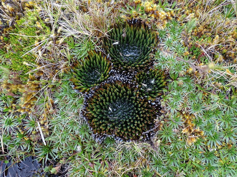 Isoetes novogranadensis photo 3