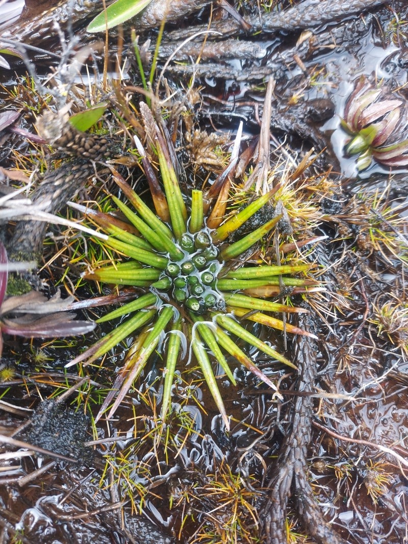 Isoetes novogranadensis photo 4