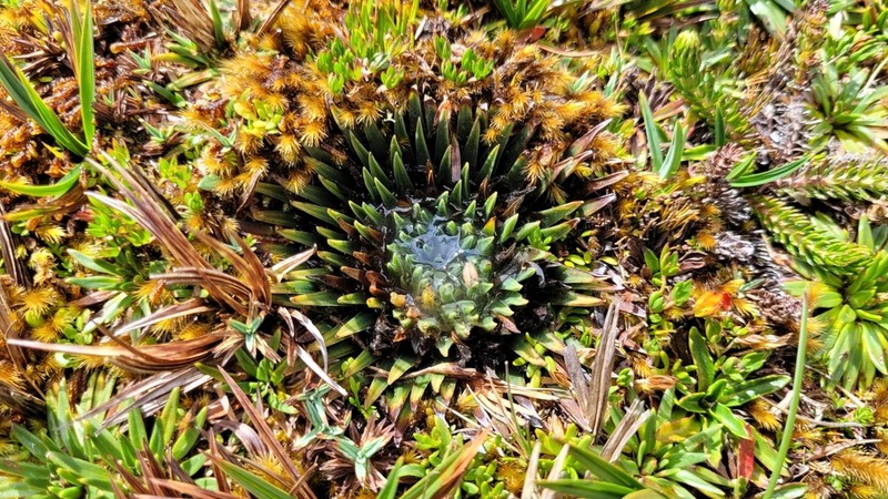 Isoetes novogranadensis photo 5