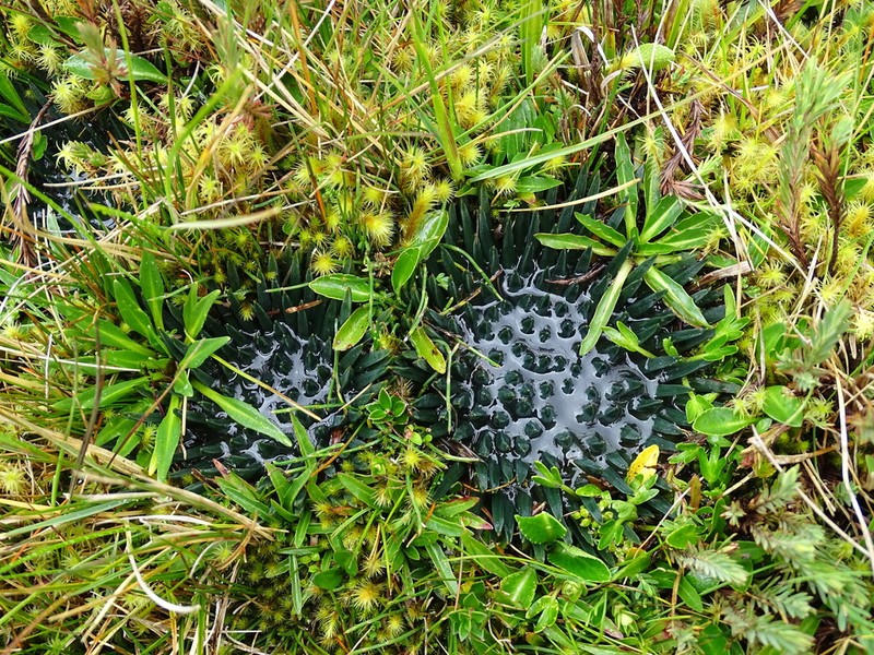 Isoetes novogranadensis photo 6