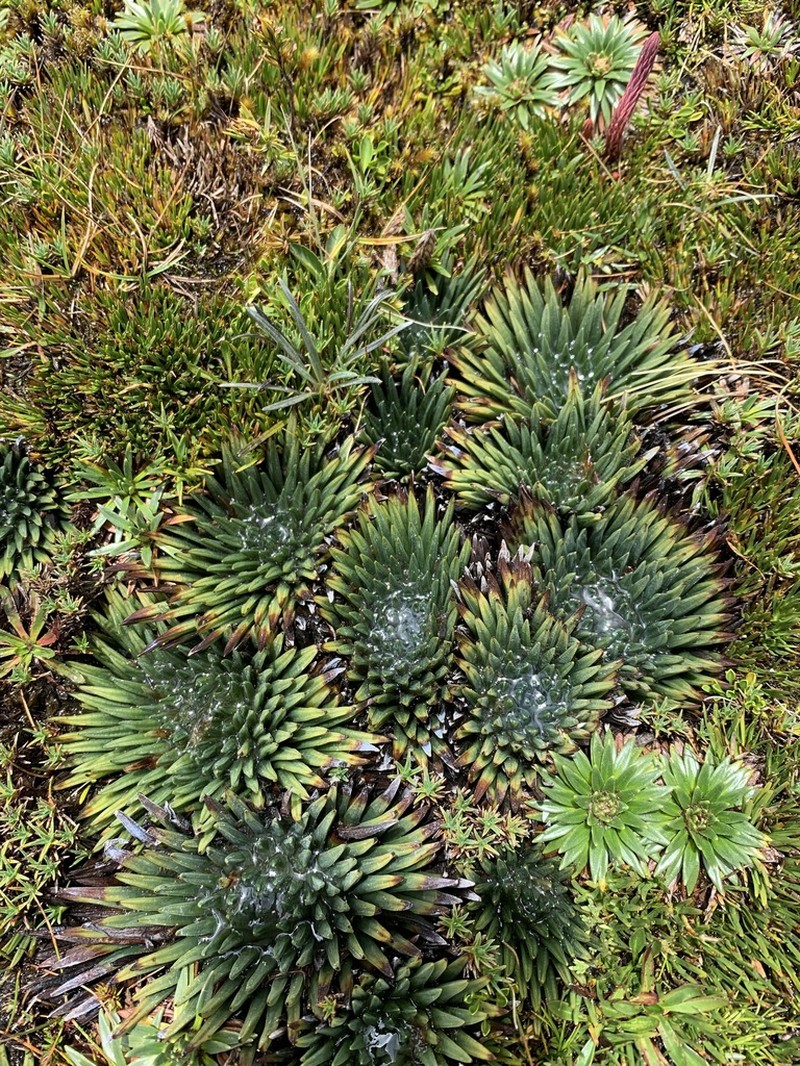 Isoetes novogranadensis photo 7