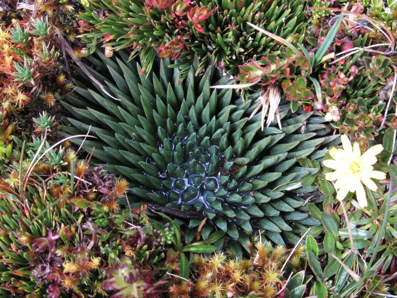 Isoetes novogranadensis photo 8