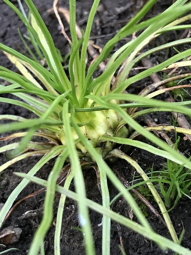 Nuttall's Quillwort