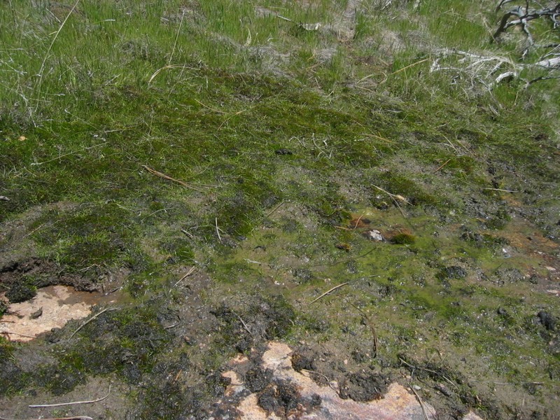 Nuttall's Quillwort photo 2