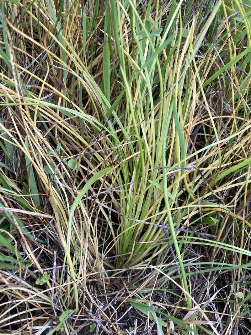 Nuttall's Quillwort photo 3