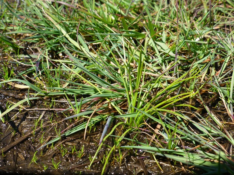 Nuttall's Quillwort photo 4