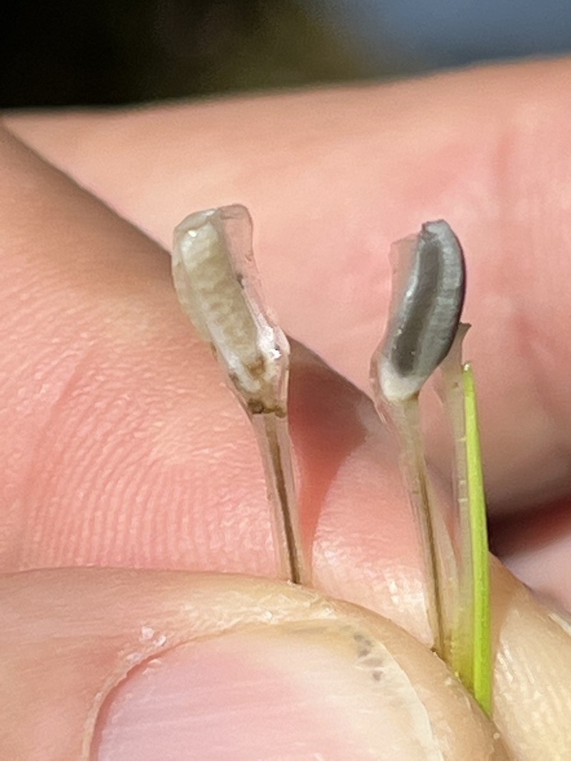 Nuttall's Quillwort photo 5
