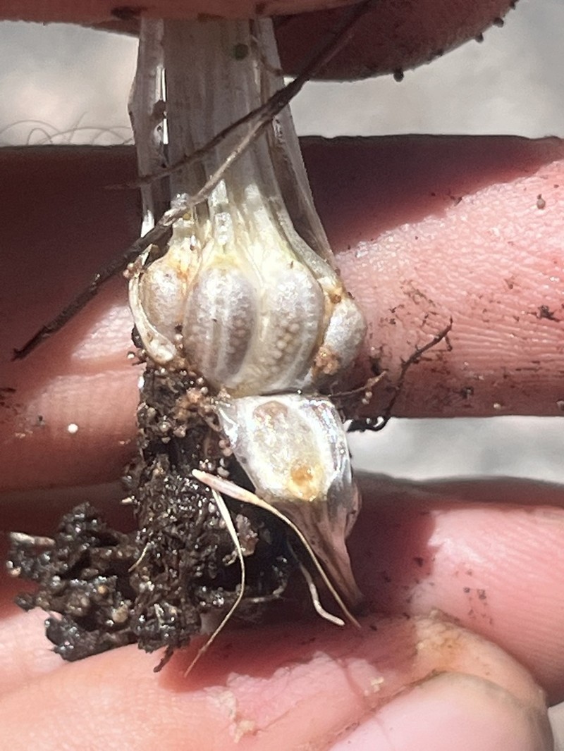 Nuttall's Quillwort photo 6