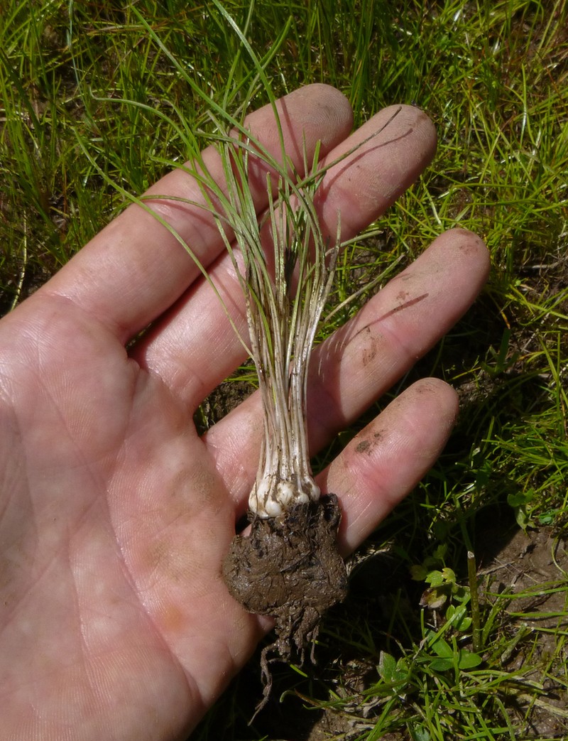 Nuttall's Quillwort photo 7