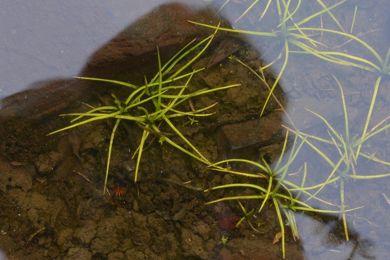 Nuttall's Quillwort photo 8