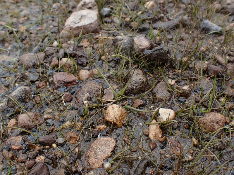 Western Quillwort