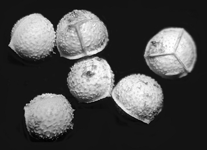 Western Quillwort photo 2