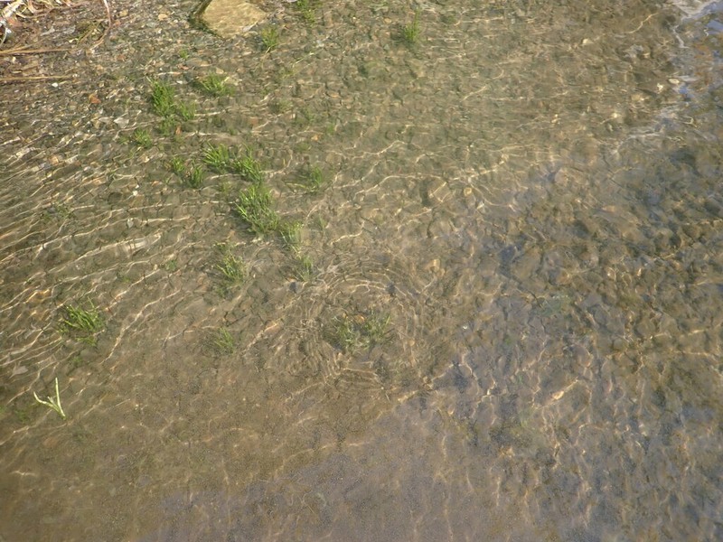 Western Quillwort photo 4