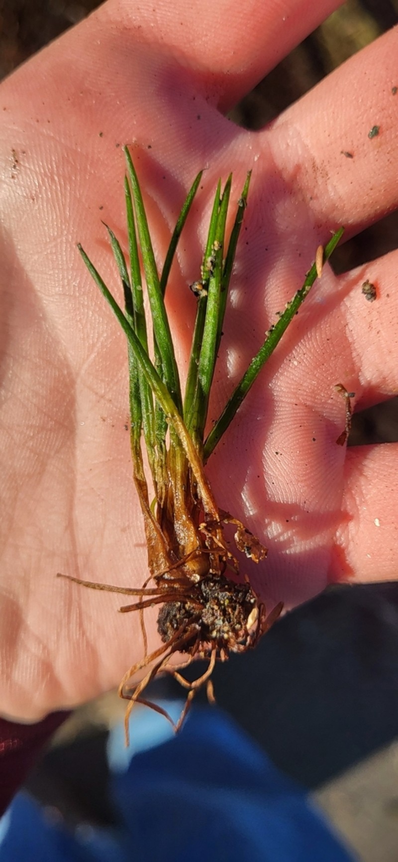 Western Quillwort photo 5