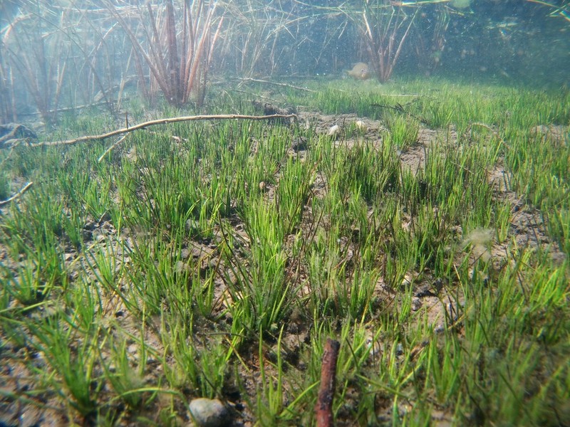 Western Quillwort photo 6