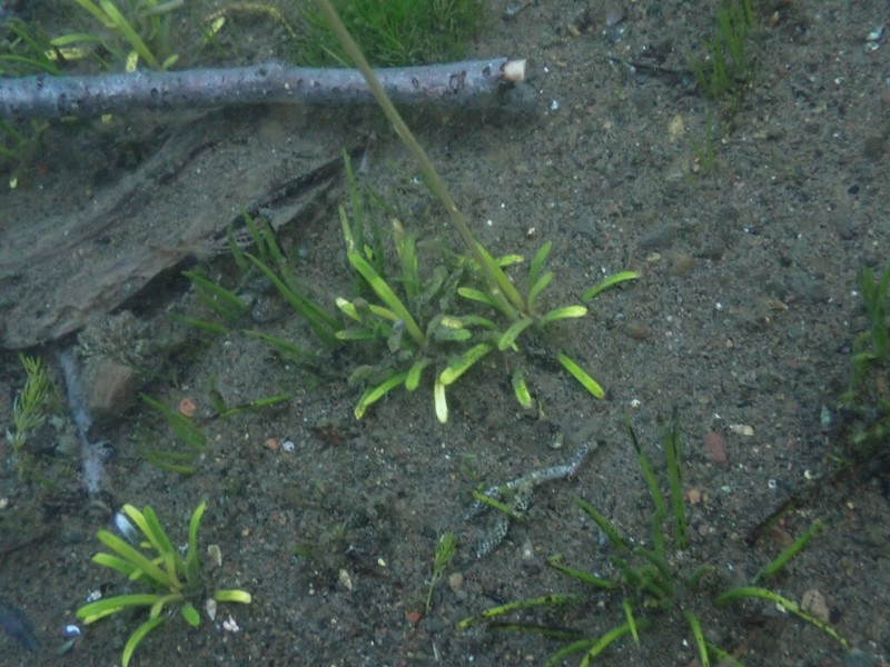 Western Quillwort photo 7