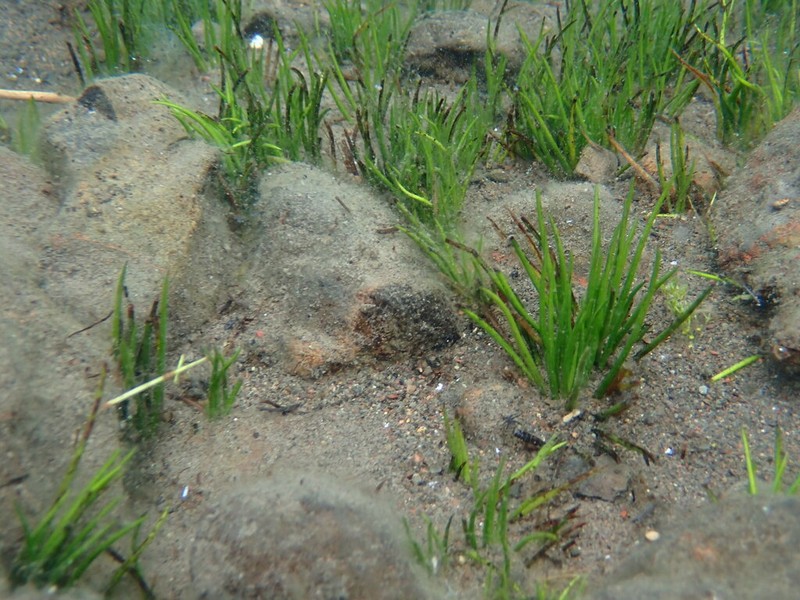 Western Quillwort photo 8