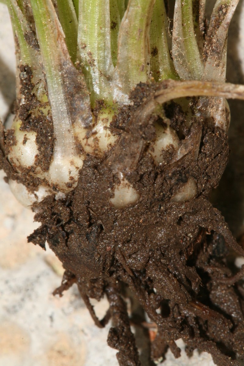 Isoetes olympica