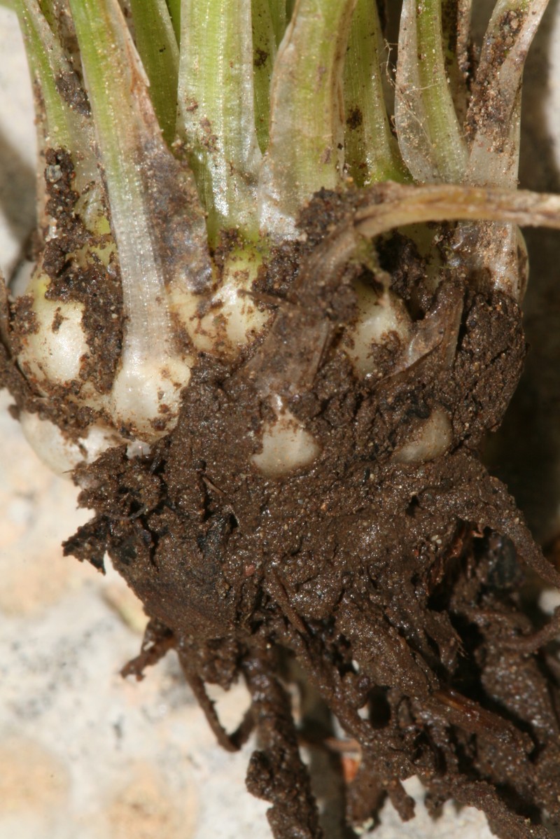 Isoetes olympica photo 2