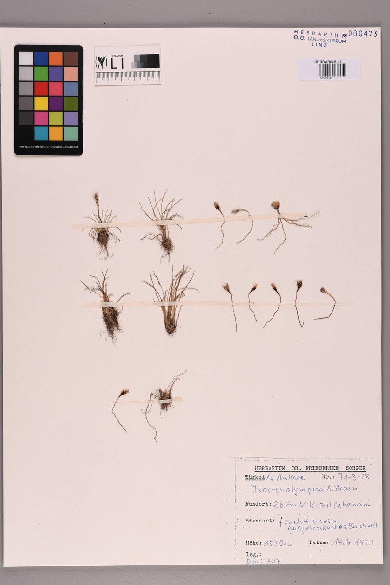 Isoetes olympica photo 3
