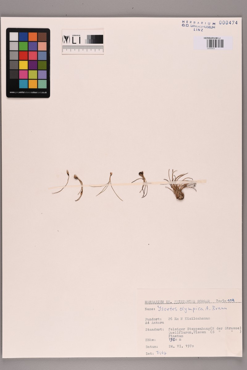 Isoetes olympica photo 5