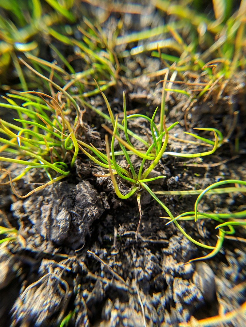 Orcutt's Quillwort