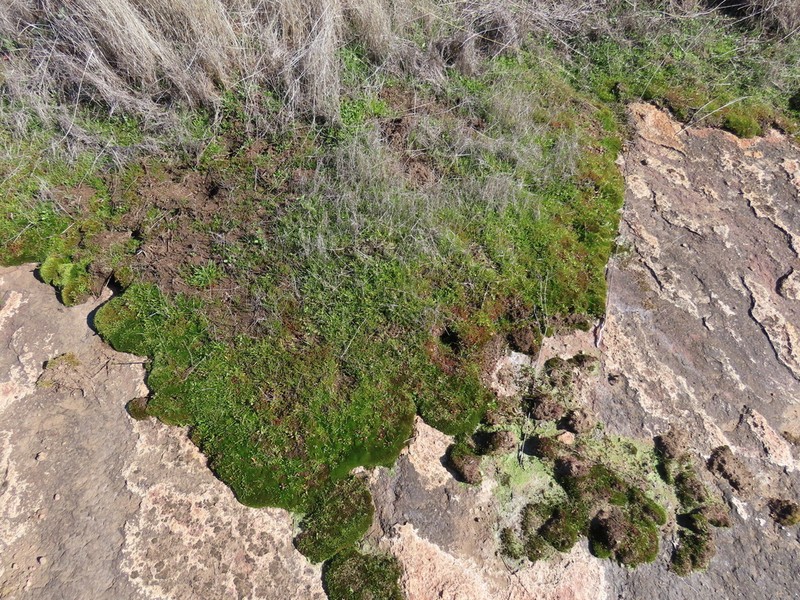 Orcutt's Quillwort photo 2