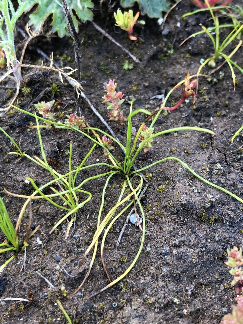 Orcutt's Quillwort photo 3