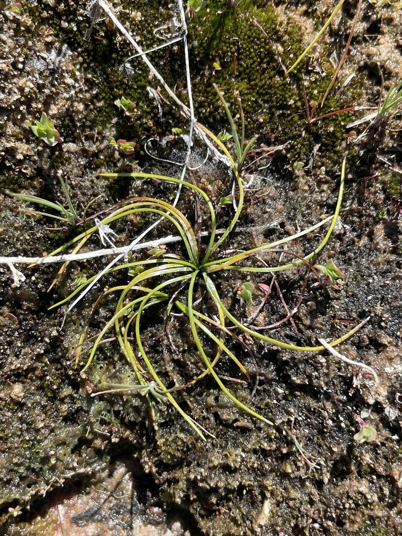 Orcutt's Quillwort photo 4