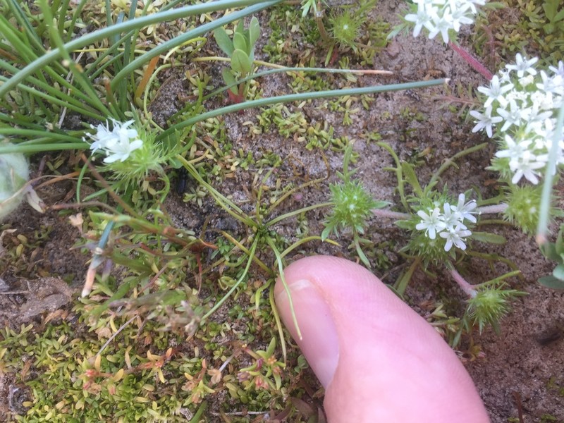Orcutt's Quillwort photo 5
